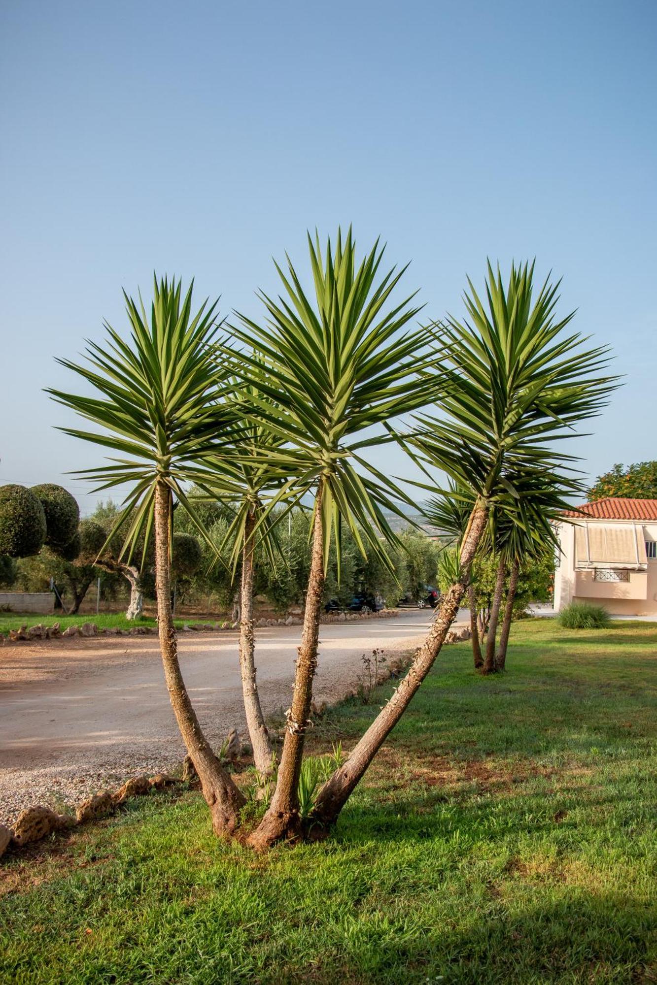 מרתופוליס Lagouvardos Apartments מראה חיצוני תמונה
